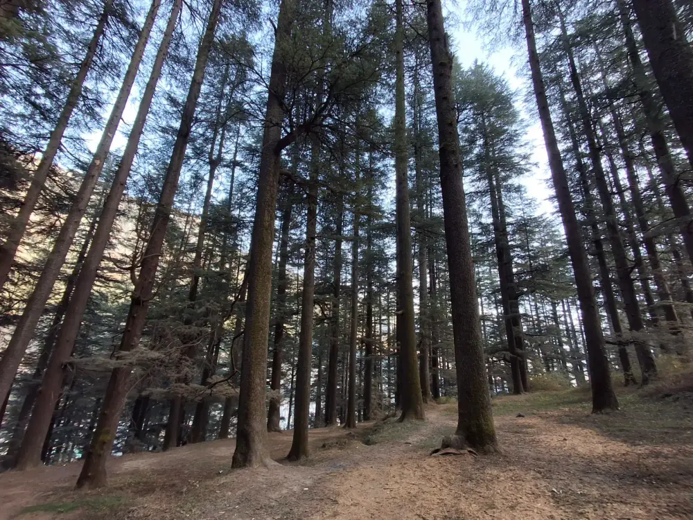 Deodar forest
